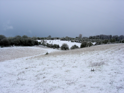 Bushfield Down in Snow