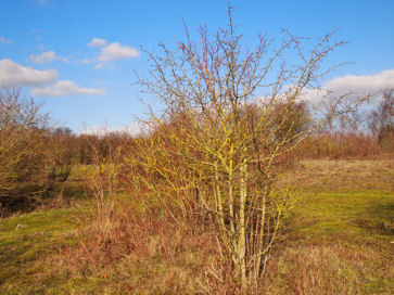 Bushfield Parade Ground before clearance