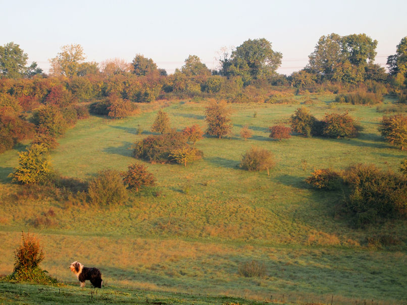 Early Morning - Bushfield Down